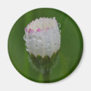 Search for water drop magnets Nature