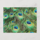 Search for plumed postcards Peacock