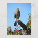 Search for hawks postcards Animal