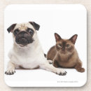 Search for veterinarian coasters Cats