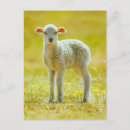Search for cutest postcards Sheep