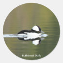 Search for bufflehead Photography