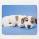 Search for dog tired electronics Sleeping