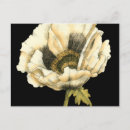 Search for cream background postcards Black