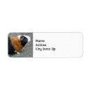 Search for guinea pig return address labels Cavy