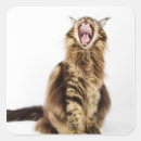 Search for brown tabby cat stickers Feline