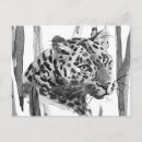 Search for cheetahs postcards Big cat