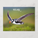 Search for puffin postcards Animals