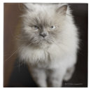 Search for himalayan cat Nature