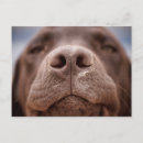 Search for retriever dog postcards Smile