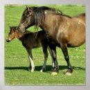 Search for mare posters Foal