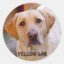 Search for yellow lab stickers Labrador retriever
