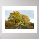 Search for oaks posters Oak trees