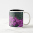 Search for fireweed mugs North america