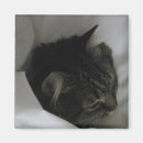 Search for dozing Kitten