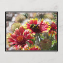 Search for front yard Flower