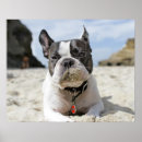 Search for french bulldog posters Frenchie
