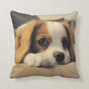 Search for cavalier king charles spaniel cushions Black