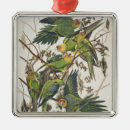 Search for parakeet christmas tree decorations Illustration