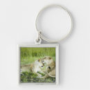 Search for lioness key rings Africa