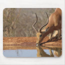 Search for gazelle mouse mats Animals