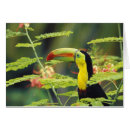 Search for keel billed toucan postcards Honduras