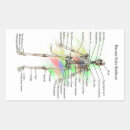 Search for biology stickers Physiology