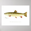 Search for brook trout art Vintage