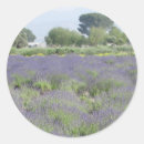 Search for lavender herb stickers Nature