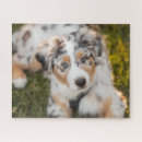 Search for australian shepherd puzzles Puppy