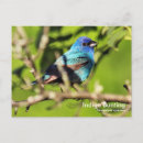 Search for passerina postcards Nature