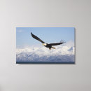 Search for haliaeetus canvas prints Bird of prey