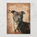 Search for pitbull lover postcards Face