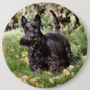 Search for windy badges Usa