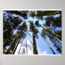 Search for canopy photography Forest