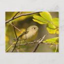 Search for ruby crowned kinglet Animal