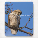 Search for falconry electronics Birds