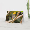 Search for tanager cards Wildlife