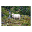Search for rams the art Sheep
