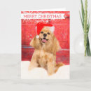 Search for american cocker cards Dog