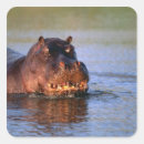 Search for carefree stickers Wildlife