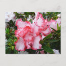 Search for white azalea postcards Nature
