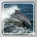 Search for diving dolphin posters Underwater