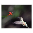 Search for ruby throated hummingbird Hummer