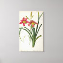 Search for hemerocallis art Botanical