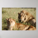 Search for lion and lioness posters Safari