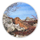 Search for rabbit knobs and pulls Wild animal