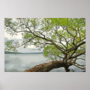 Search for willow posters Nature