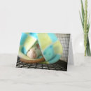Search for pet rat cards Animals