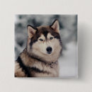 Search for huskies badges Alaskan malamute